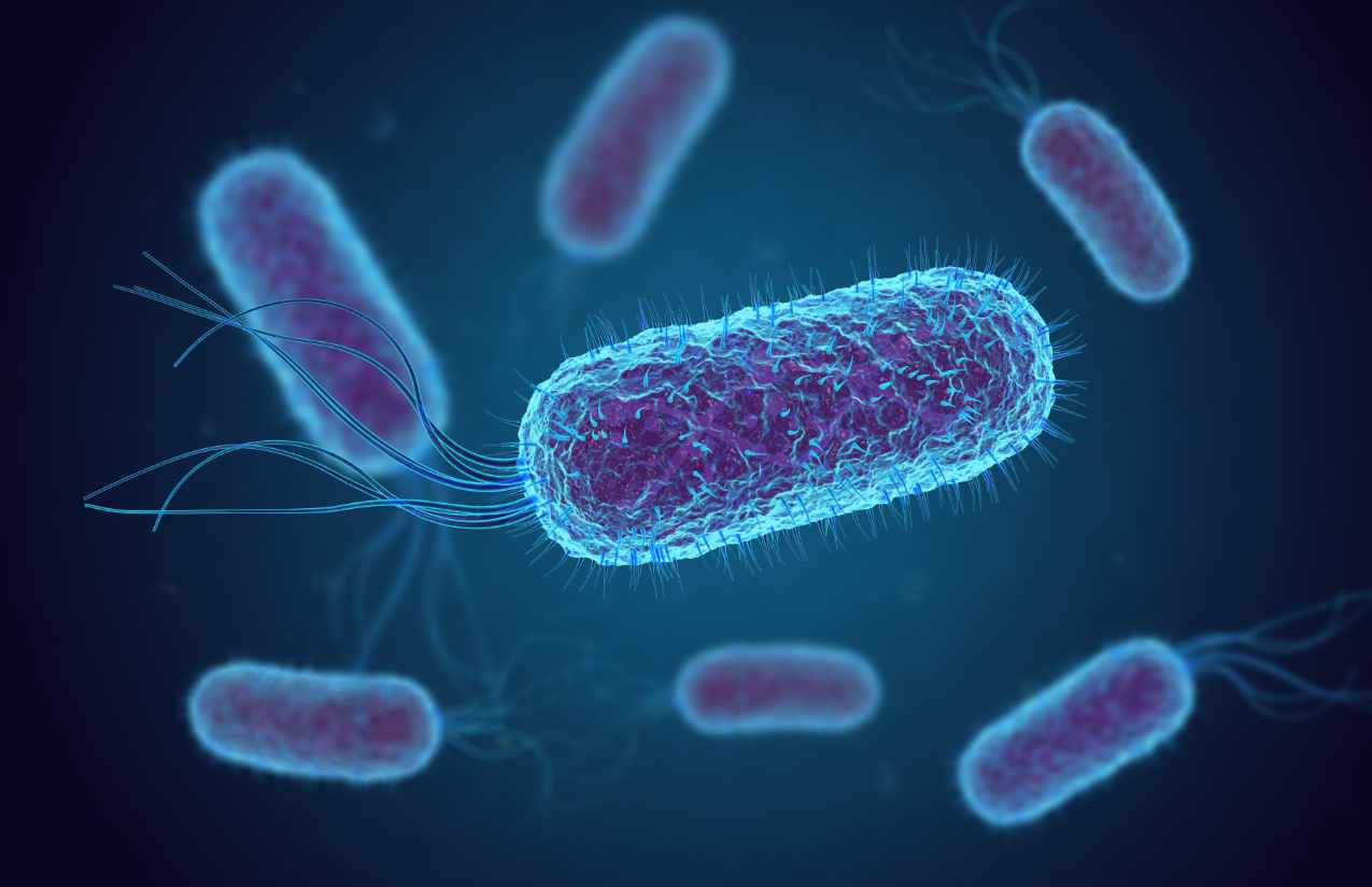 E-Coli-Bakterien sind in jedem Darm natürlicherweise vorhanden