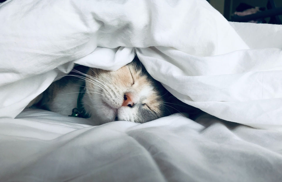 schlafende Katze unter Bettdecke